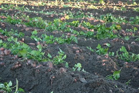 North Carolina's growers will begin harvesting in the coming weeks